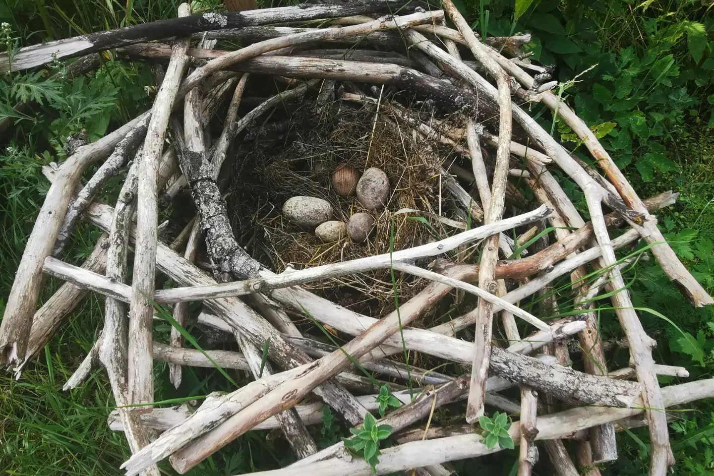 A bird's nest made of tree branches, with round stones as eggs.